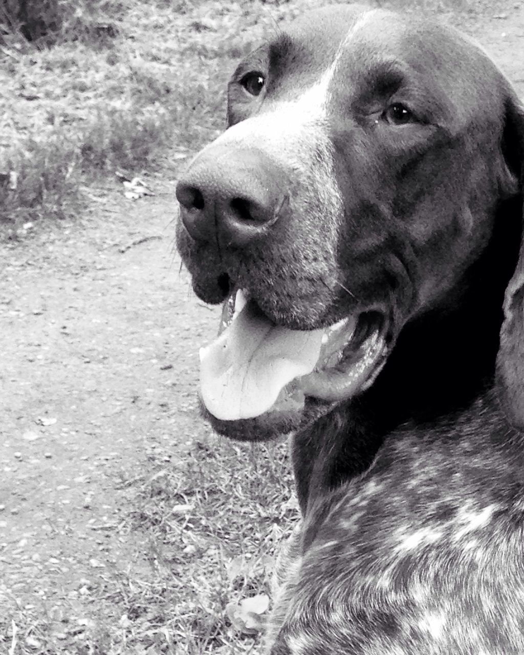 animal themes, one animal, dog, mammal, pets, domestic animals, looking away, portrait, brown, close-up, animal head, mouth open, day, sitting, outdoors, no people, focus on foreground, pet collar, zoology