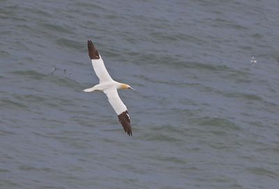 Low angle view of seagull flying over sea