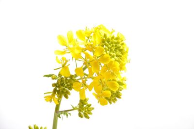 Close-up of yellow flowering plant against white background