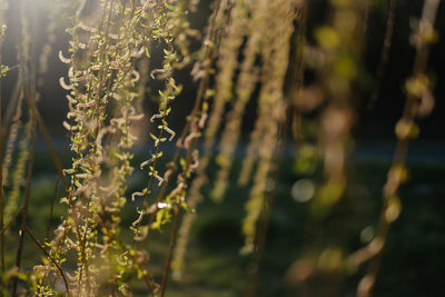 Close-up of lichen on field