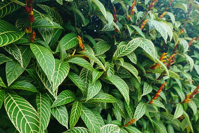 Close-up of leaves