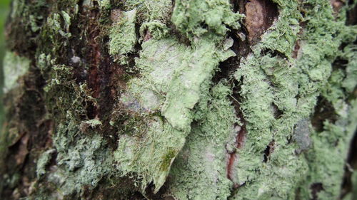 Close-up of moss growing on tree trunk