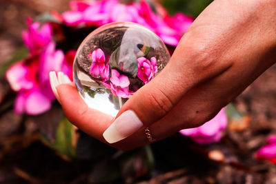 Close-up of hand holding pink flower