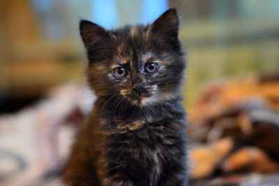 Close-up portrait of cat with kitten