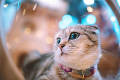 Close-up of cat reflecting on mirror