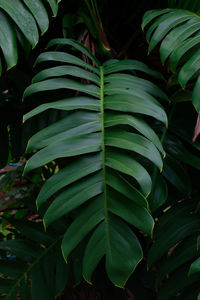 Close-up of green leaves