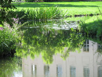 Plants growing in lake