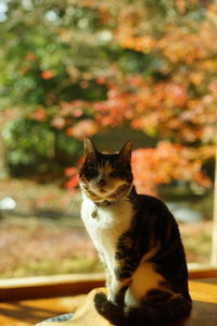 An old tabby cat relaxing against the background of autumn leaves