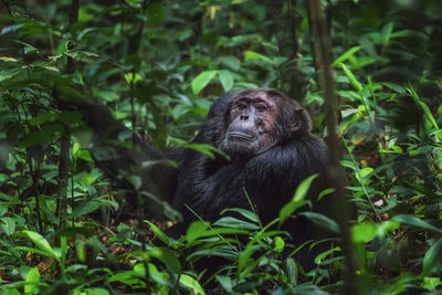 Monkey in a forest