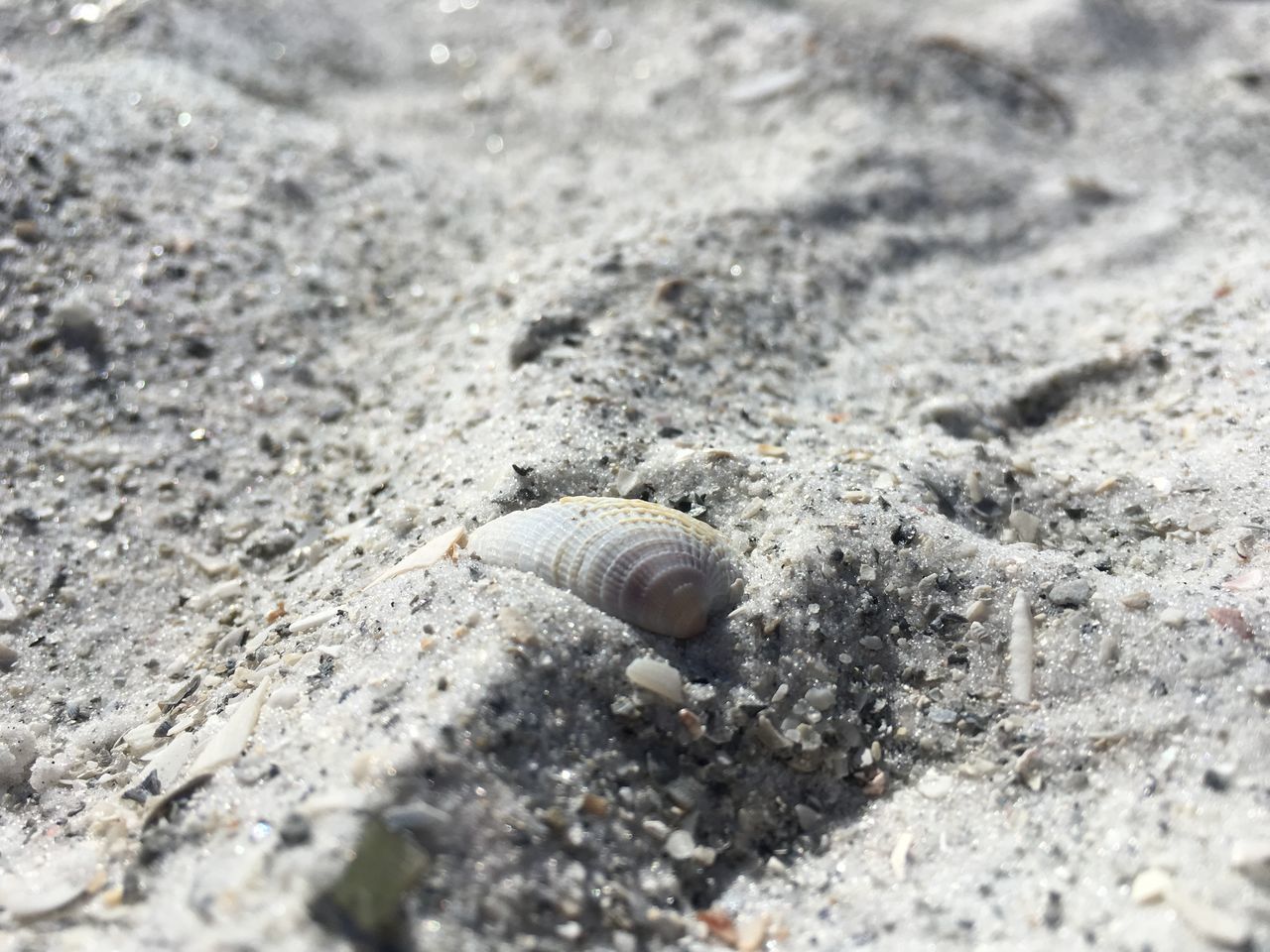 animal themes, animals in the wild, wildlife, one animal, animal shell, snail, shell, sand, beach, seashell, nature, close-up, high angle view, selective focus, mollusk, insect, outdoors, day, ground, no people