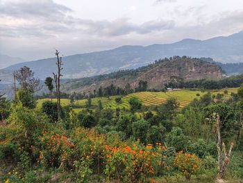 Scenic view of field against sky