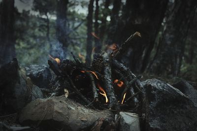 Close-up of lizard on tree trunk in forest
