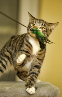 Close-up of tabby cat