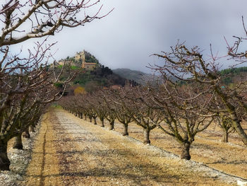 Bare trees on landscape against sky