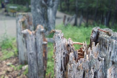 Close-up of lizard on tree trunk