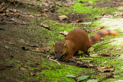 Close-up of sheep on field