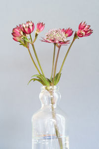 Close-up of flowering plant in vase