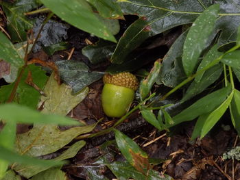 Close-up of fruits growing on field