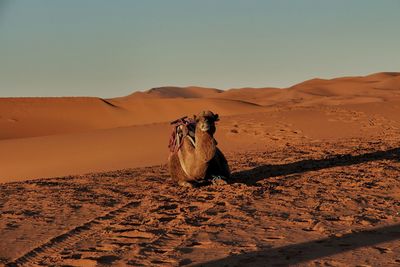 Camel relaxing on sand at desert against clear sky