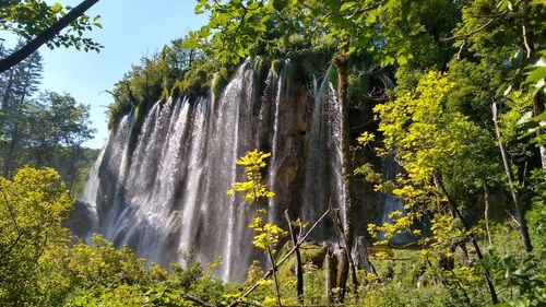 Scenic view of waterfall against trees in forest