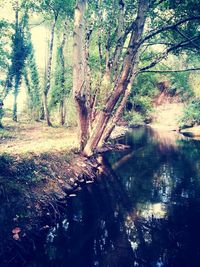 Trees in forest