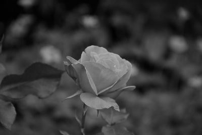 Close-up of rose plant