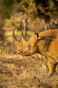 Close-up of black rhino walking at dawn