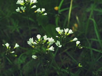 Close-up of white flowers blooming outdoors