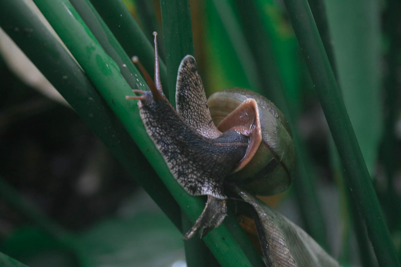 close-up, green color, one animal, plant, focus on foreground, nature, day, no people, growth, animal themes, animals in the wild, animal, animal wildlife, selective focus, plant part, leaf, animal body part, gastropod, mollusk, outdoors, blade of grass, animal mouth