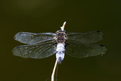 Close-up of dragonfly on leaf