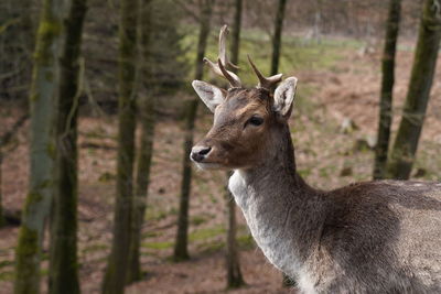 Deer standing in a forest