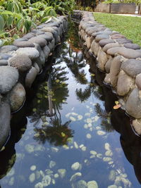 Reflection of plants in water