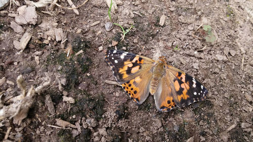 High angle view of butterfly on flower