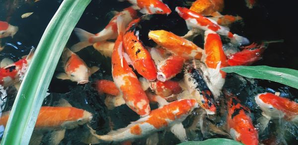 View of koi carps swimming in pond