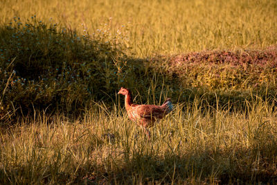 Side view of a bird on field