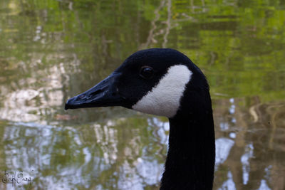 Close-up of duck swimming in lake