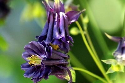Close-up of purple flowers