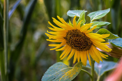 Close-up of sunflower