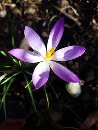 Close-up of purple crocus flowers