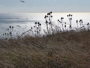 Dog by sea against sky during sunset