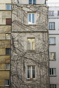 Low angle view of tree against building
