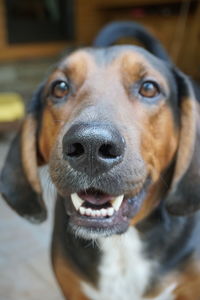 Close-up portrait of dog