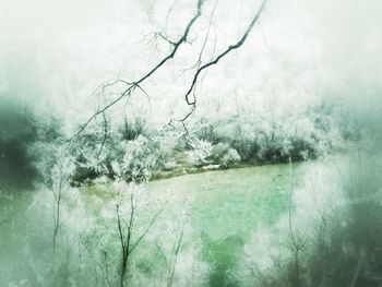 Trees in foggy weather