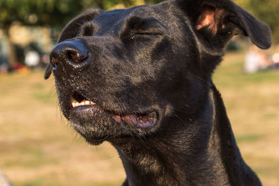 Close-up of black dog