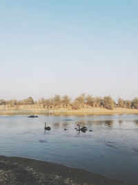 Birds swimming in lake against clear sky