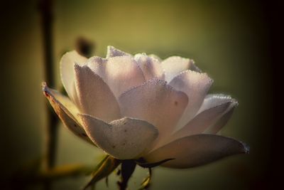 Close-up of flowers blooming outdoors