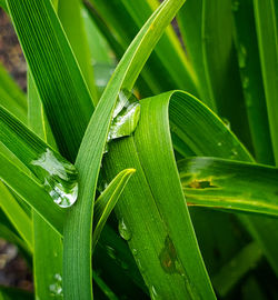 Close-up of wet green plant