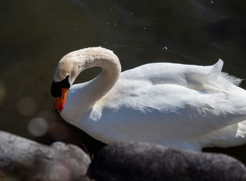 Close-up of swan in lake