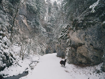 View of dog on snow covered land