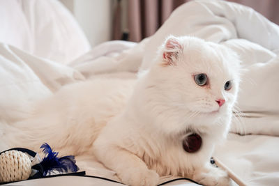 pet
